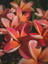 Load image into Gallery viewer, Peach Plumeria Enfleurage. Made exclusively with the flowers from a peach scented plumeria cultivar grown in the Wild Veil Perfume gardens in volcanic soil. Summer 2024.