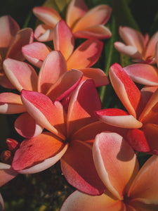 Peach Plumeria Enfleurage. Made exclusively with the flowers from a peach scented plumeria cultivar grown in the Wild Veil Perfume gardens in volcanic soil. Summer 2024.