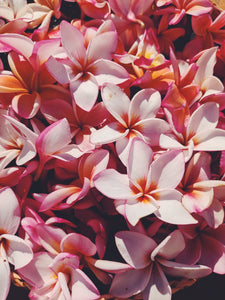 Plumeria Soliflore. natural perfume. Single note frangipani scent. In house extractions of Plumeria alba, obtusa, pudica, and rubra. September 2024