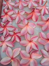 Load image into Gallery viewer, Peach Plumeria Enfleurage. Made exclusively with the flowers from a peach scented plumeria cultivar grown in the Wild Veil Perfume gardens in volcanic soil. Summer 2024.