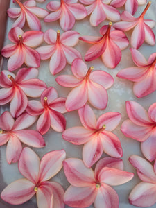 Peach Plumeria Enfleurage. Made exclusively with the flowers from a peach scented plumeria cultivar grown in the Wild Veil Perfume gardens in volcanic soil. Summer 2024.