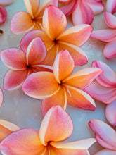 Load image into Gallery viewer, Peach Plumeria Enfleurage. Made exclusively with the flowers from a peach scented plumeria cultivar grown in the Wild Veil Perfume gardens in volcanic soil. Summer 2024.