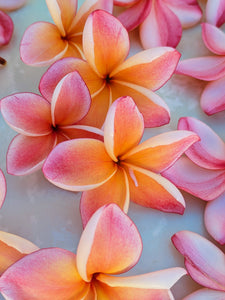 Peach Plumeria Enfleurage. Made exclusively with the flowers from a peach scented plumeria cultivar grown in the Wild Veil Perfume gardens in volcanic soil. Summer 2024.