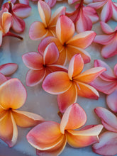 Load image into Gallery viewer, Peach Plumeria Enfleurage. Made exclusively with the flowers from a peach scented plumeria cultivar grown in the Wild Veil Perfume gardens in volcanic soil. Summer 2024.