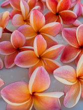 Load image into Gallery viewer, Peach Plumeria Enfleurage. Made exclusively with the flowers from a peach scented plumeria cultivar grown in the Wild Veil Perfume gardens in volcanic soil. Summer 2024.