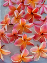 Load image into Gallery viewer, Peach Plumeria Enfleurage. Made exclusively with the flowers from a peach scented plumeria cultivar grown in the Wild Veil Perfume gardens in volcanic soil. Summer 2024.