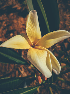 Plumeria Soliflore. natural perfume. Single note frangipani scent. In house extractions of Plumeria alba, obtusa, pudica, and rubra. September 2024