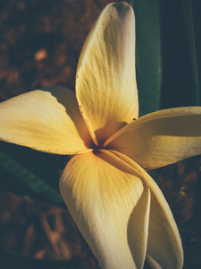 Plumeria Soliflore. natural perfume. Single note frangipani scent. In house extractions of Plumeria alba, obtusa, pudica, and rubra. September 2024