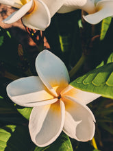 Load image into Gallery viewer, Plumeria Soliflore. natural perfume. Single note frangipani scent. In house extractions of Plumeria alba, obtusa, pudica, and rubra. September 2024