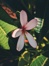 Load image into Gallery viewer, Plumeria Soliflore. natural perfume. Single note frangipani scent. In house extractions of Plumeria alba, obtusa, pudica, and rubra. September 2024