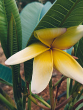 Load image into Gallery viewer, Plumeria Soliflore. natural perfume. Single note frangipani scent. In house extractions of Plumeria alba, obtusa, pudica, and rubra. September 2024