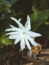 Load image into Gallery viewer, Jasmine Sambac Soliflore. Concentrated Jasminum sambac natural perfume with in house aromatic extracts. Creamy white petals. Golden nectar. Soft tea. Honey. Warm skin. Tropical fruit. June 2026