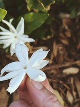 Load image into Gallery viewer, Jasmine Sambac Soliflore. Concentrated Jasminum sambac natural perfume with in house aromatic extracts. Creamy white petals. Golden nectar. Soft tea. Honey. Warm skin. Tropical fruit. June 2026