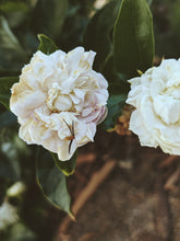 Load image into Gallery viewer, Jasmine Sambac Soliflore. Concentrated Jasminum sambac natural perfume with in house aromatic extracts. Creamy white petals. Golden nectar. Soft tea. Honey. Warm skin. Tropical fruit. June 2026