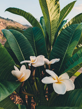 Load image into Gallery viewer, Plumeria Soliflore. natural perfume. Single note frangipani scent. In house extractions of Plumeria alba, obtusa, pudica, and rubra. September 2024