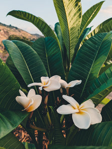 Plumeria Soliflore. natural perfume. Single note frangipani scent. In house extractions of Plumeria alba, obtusa, pudica, and rubra. September 2024