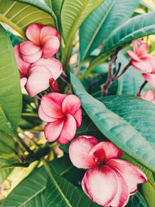 Plumeria Soliflore. natural perfume. Single note frangipani scent. In house extractions of Plumeria alba, obtusa, pudica, and rubra. September 2024