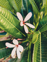 Load image into Gallery viewer, Plumeria Soliflore. natural perfume. Single note frangipani scent. In house extractions of Plumeria alba, obtusa, pudica, and rubra. September 2024