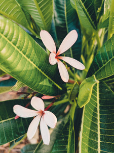 Plumeria Soliflore. natural perfume. Single note frangipani scent. In house extractions of Plumeria alba, obtusa, pudica, and rubra. September 2024