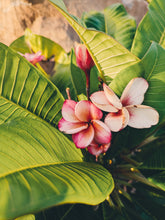 Load image into Gallery viewer, Plumeria Soliflore. natural perfume. Single note frangipani scent. In house extractions of Plumeria alba, obtusa, pudica, and rubra. September 2024