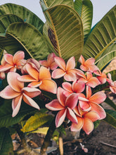 Load image into Gallery viewer, Plumeria Soliflore. natural perfume. Single note frangipani scent. In house extractions of Plumeria alba, obtusa, pudica, and rubra. September 2024