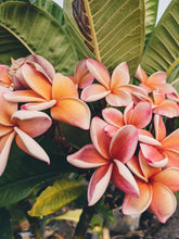 Load image into Gallery viewer, Plumeria Soliflore. natural perfume. Single note frangipani scent. In house extractions of Plumeria alba, obtusa, pudica, and rubra. September 2024