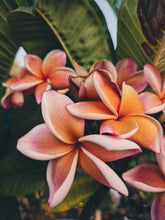 Load image into Gallery viewer, Plumeria Soliflore. natural perfume. Single note frangipani scent. In house extractions of Plumeria alba, obtusa, pudica, and rubra. September 2024