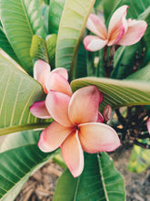 Load image into Gallery viewer, Plumeria Soliflore. natural perfume. Single note frangipani scent. In house extractions of Plumeria alba, obtusa, pudica, and rubra. September 2024