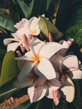 Load image into Gallery viewer, Plumeria Soliflore. natural perfume. Single note frangipani scent. In house extractions of Plumeria alba, obtusa, pudica, and rubra. September 2024