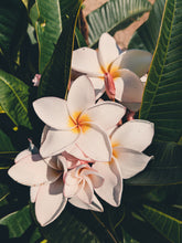 Load image into Gallery viewer, Plumeria Soliflore. natural perfume. Single note frangipani scent. In house extractions of Plumeria alba, obtusa, pudica, and rubra. September 2024