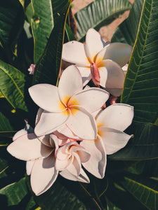 Plumeria Soliflore. natural perfume. Single note frangipani scent. In house extractions of Plumeria alba, obtusa, pudica, and rubra. September 2024