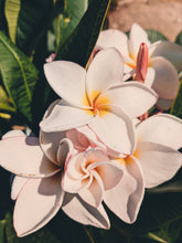 Load image into Gallery viewer, Plumeria Soliflore. natural perfume. Single note frangipani scent. In house extractions of Plumeria alba, obtusa, pudica, and rubra. September 2024