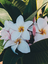 Load image into Gallery viewer, Plumeria Soliflore. natural perfume. Single note frangipani scent. In house extractions of Plumeria alba, obtusa, pudica, and rubra. September 2024