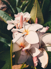 Load image into Gallery viewer, Plumeria Soliflore. natural perfume. Single note frangipani scent. In house extractions of Plumeria alba, obtusa, pudica, and rubra. September 2024