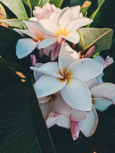 Load image into Gallery viewer, Plumeria Soliflore. natural perfume. Single note frangipani scent. In house extractions of Plumeria alba, obtusa, pudica, and rubra. September 2024