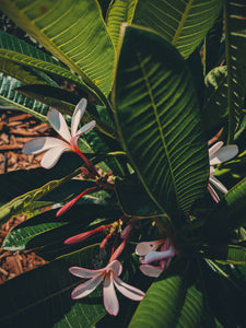 Plumeria Soliflore. natural perfume. Single note frangipani scent. In house extractions of Plumeria alba, obtusa, pudica, and rubra. September 2024