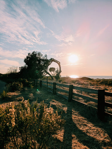 Coal Oil Point. natural perfume. sea, star jasmine flowers, orange and lemon blossoms, tar, lavender, and coastal sage scrub of Santa Barbara. March 2024