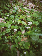 Load image into Gallery viewer, White Violets Soliflore. limited edition natural perfume (29 left). single note wild Viola blanda and pallens perfume with in house enfleurage and rare extracts. November 2025