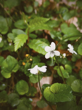 Load image into Gallery viewer, White Violets Soliflore. limited edition natural perfume (29 left). single note wild Viola blanda and pallens perfume with in house enfleurage and rare extracts. November 2025