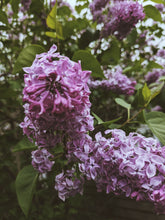 Load image into Gallery viewer, President Lincoln Lilac Enfleurage. By Cultivar. Spring 2026