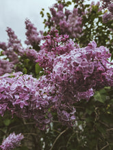 Load image into Gallery viewer, President Lincoln Lilac Enfleurage. By Cultivar. Spring 2026