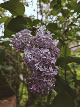 Load image into Gallery viewer, President Lincoln Lilac Enfleurage. By Cultivar. Spring 2026