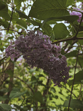 Load image into Gallery viewer, President Lincoln Lilac Enfleurage. By Cultivar. Spring 2026