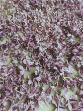 Load image into Gallery viewer, President Lincoln Lilac Enfleurage. By Cultivar. Spring 2026
