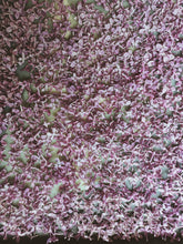 Load image into Gallery viewer, President Lincoln Lilac Enfleurage. By Cultivar. Spring 2026