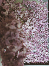 Load image into Gallery viewer, President Lincoln Lilac Enfleurage. By Cultivar. Spring 2026