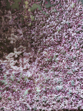 Load image into Gallery viewer, President Lincoln Lilac Enfleurage. By Cultivar. Spring 2026