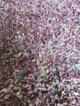 Load image into Gallery viewer, President Lincoln Lilac Enfleurage. By Cultivar. Spring 2026