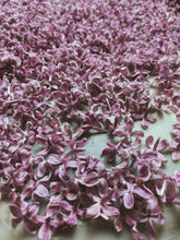 Load image into Gallery viewer, President Lincoln Lilac Enfleurage. By Cultivar. Spring 2026
