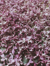 Load image into Gallery viewer, President Lincoln Lilac Enfleurage. By Cultivar. Spring 2026